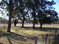 Eucalypts, Yarrowyck  IMGP9777